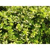 Euonymus fortunei 'Emerald 'n Gold'  Brslen žlutopestrý 'Emerald 'n Gold'