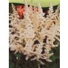 Astilbe x arendsii bílá  Čechrava bílá