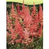 Astilbe x arendsii růžová  Čechrava růžová