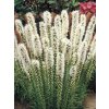 Liatris spicata Floristan White (5 ks)  Šuškarda klasnatá (shorakvět) Floristan White
