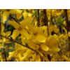 Forsythia intermedia  Minigold)  Zlatice prostřední Minigold)