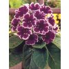 Gloxinia Kaiser Wilhelm (2 ks)  Gloxinie Kaiser Wilhelm