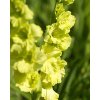 x 100 gladiolus green star 12 14