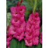 Gladiolus Fidelio (10 ks)  Mečík Fidelio