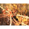 Hamamelis intermedia ´Arnold Promise´  Vilín prostřední ´Arnold Promise´