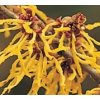 Hamamelis intermedia ´Arnold Promise´  Vilín prostřední ´Arnold Promise´