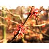 Hamamelis intermedia ´Ruby Glow´  Vilín prostřední ´Ruby Glow´