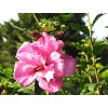 Hibiscus syriacus ´Ardens´  Ibišek syrský ´Ardens´