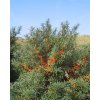 Hippophae rhamnoides  Rakytník řešetlákovitý
