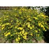 Kerria japonica ´Pleniflora´  Zákula japnská ´Pleniflora´