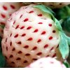 Jahodník PINEBERRY - jahody s chutí ananasu!!!  Fragaria Pineberry "Ananasové jahody"