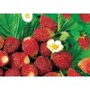 Jahodník RUJANA - lesní měsíční jahody  Fragaria RUJANA - aromatické lesní měsíční jahody