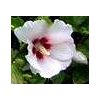 Hibiscus syriacus ´Red Heart´  Ibišek syrský  ´Red Heart´