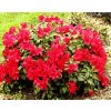 Rhododendron Scarlet Wonder 20 - 30 cm  Pěnišník Scarlet Wonder