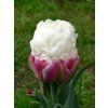 Tulipa Ice Cream- pivoňkovitý (5 ks)  Tulipán pivoňkovitý Ice Cream