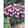 Cyclamen hederifolium - podzimní květ (2 ks)  Brambořík hederifolium