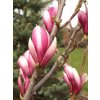 Magnolia liliflora 'Susan'  Šácholán liliokvětý 'Susan'
