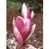 Magnolia liliflora 'Susan'  Šácholán liliokvětý 'Susan'