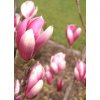 Magnolia liliflora 'Susan'  Šácholán liliokvětý 'Susan'