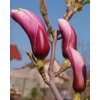 Magnolia liliflora 'Susan'  Šácholán liliokvětý 'Susan'