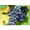 Vitis vinifera ´Kodrianka' (stolní vinná réva modrá)  Vinná réva stolní modrá 'Kodrianka'
