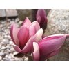 Magnolia liliflora 'Susan'  Šácholán liliokvětý 'Susan'