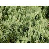 Juniperus horizontalis ´Blue Chip´  Jalovec polehlý ´Blue chip´