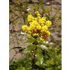 Mahonia aquifolium  Mahónie cesmínolistá