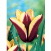 Tulipa triumph Gavota (7 ks)  Tulipán triumph Gavota