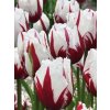 Tulipa Crispa Flaming Baltic  Tulipán Crispa Flaming Baltic