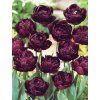 Tulipa Black Hero - pivoňkovitý (7 ks)  Tulipán pivoňkovitý Black Hero