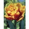 Tulipa Double Focus- pivoňkovitý (7 ks)  Tulipán pivoňkovitý Double Focus