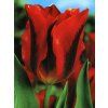 Tulipa viridiflora Hollywood (7 ks)  Tulipán viridiflora Hollywood