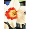 Narcissus Pink Charm (5 ks)  Narcis Pink Charm