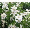 Philadelphus 'Belle Etoile' (nepravý jasmín)  Pustoryl 'Belle Etoile'