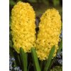 Hyacint City of Haarlem (5 ks)  Hyacint Yellow Queen
