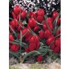 Tulipa Pulchella Liliput (8 ks)  Tulipán botanický Liliput