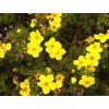 Potentilla fruticosa 'Jolina'  Mochna křovitá 'Jolina'