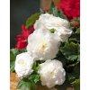 x 25 begonia grandiflora white 5 6