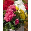 x 25 begonia grandiflora mix 5 6