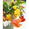 x 25 begonia pendula mix 4 5
