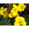 Potentilla fruticosa 'Goldstar'  Mochna křovitá 'Goldstar'