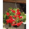 x 25 begonia pendula red 4 5