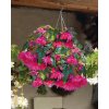 x 25 begonia pendula pink 4 5