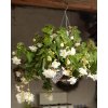 x 25 begonia pendula white 4 5