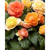 x 25 begonia pastel compacta mix 5 6