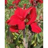 x 25 canna red dazzler i