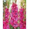 x 100 gladiolus lummiere 12 14