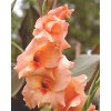 x 100 gladiolus peter pears 12 14