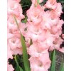 x 100 gladiolus rose supreme 12 14